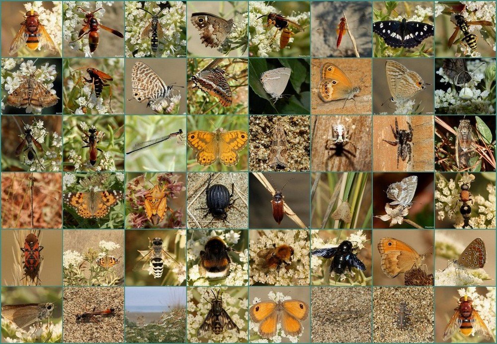 Ricordi entomologici di quest''estate....
